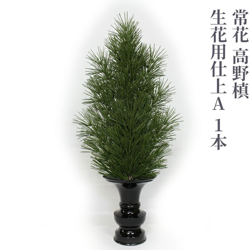 常花 高野槙 生花用仕上A 1本（水上寸法45cm～90cm 4種類）