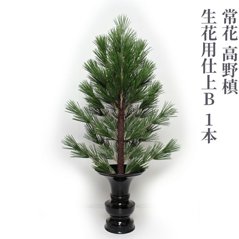 常花 高野槙 生花用仕上B 1本（水上寸法60cm～90cm 3種類）