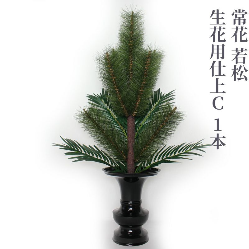 常花 若松 生花用仕上C 水上寸法75cm 1本